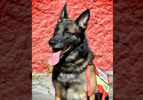 Muere Proteo, perrito rescatista de Sedena, en labores de b&uacute;squeda en Turqu&iacute;a