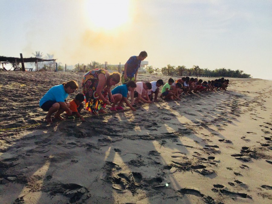 Scouts de Puebla viajarán a Acapulco para salvar tortugas marinas