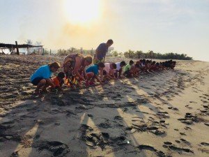 Scouts de Puebla viajarán a Acapulco para salvar tortugas marinas