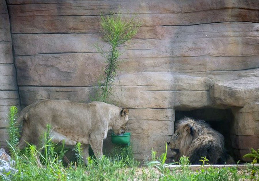 Contagiados de Covid-19 cuatro leones en Barcelona