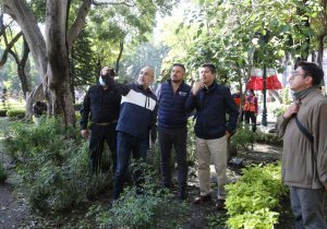 Derribarán árboles en riesgo de caer en Centro de Puebla