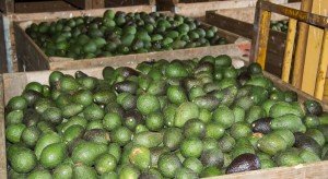 Reanudan EUA de manera parcial inspecciones en zonas aguacateras de Michoacán