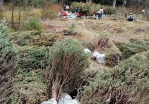 Recibirá Medio Ambiente árboles utilizados en celebraciones decembrinas