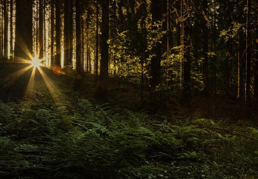 Sunset mila-del-monte Pixabay