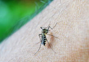 Concentran seis municipios 70% de casos de dengue: Salud