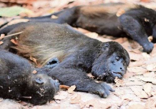 Reportan 220 monos muertos en M&eacute;xico durante la temporada de calor