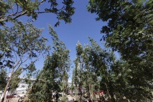 &Aacute;rboles del Bosque Urbano generar&aacute;n agua, ox&iacute;geno y albergar&aacute;n vida
