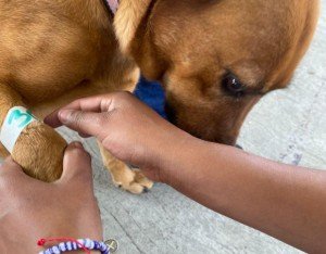 Consolida Gobierno de la Ciudad estrategia integral en favor del bienestar animal