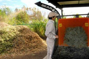 Recolecta BUAP árboles de Navidad para convertirlos en composta en su Jardín Botánico