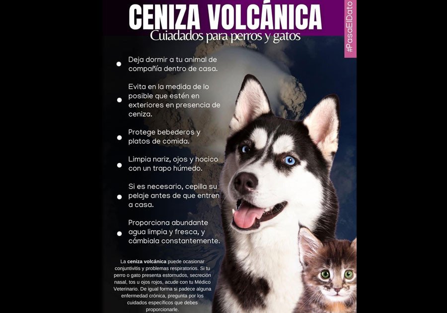 Llaman a cuidar a animales domésticos por caída de ceniza