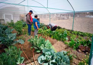 Consolida Bienestar Programa Integral Alimentario en el estado