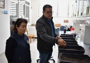 Investigadora del ICUAP estudia la plaga conocida como “gallina ciega”