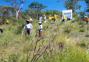 Campaña de reforestación en 52 municipios