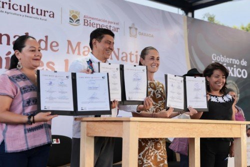 El ma&iacute;z es la ra&iacute;z de M&eacute;xico; el objetivo es conservar la semilla y generar bienestar: Sheinbaum