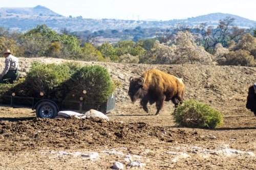 Gobierno de la Ciudad y Africam Safari inician campa&ntilde;a de reciclaje de &aacute;rboles de Navidad