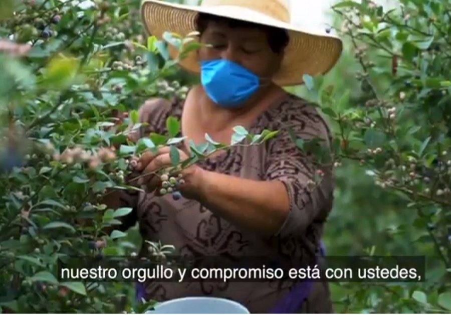 CERTIFICACIÓN ORGÁNICA DE BLUEBERRY