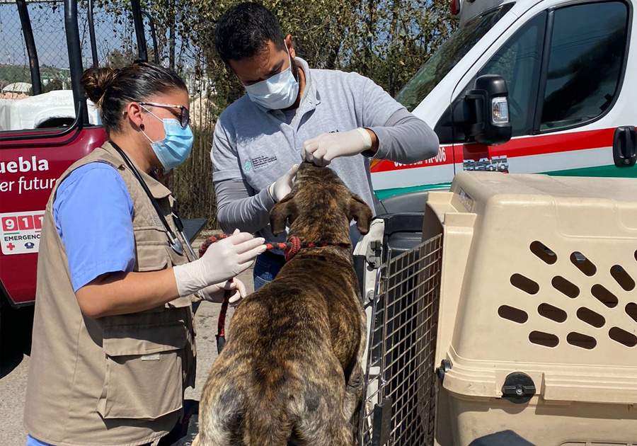 Atendi&oacute; el IBA mil 246 animales afectados por explosi&oacute;n