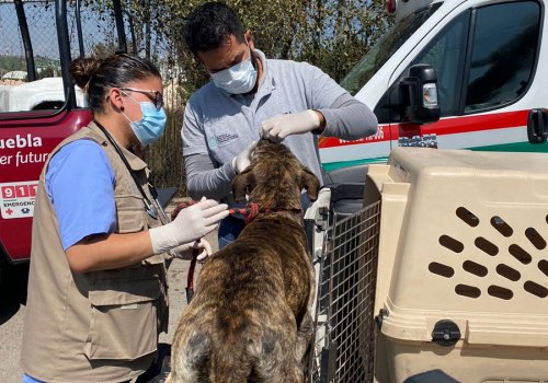 Atendi&oacute; el IBA mil 246 animales afectados por explosi&oacute;n