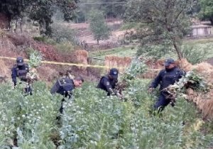 Plant&iacute;o amapola