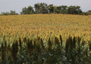 Impulsa gobierno de Sergio Salomón producción de sorgo en Puebla