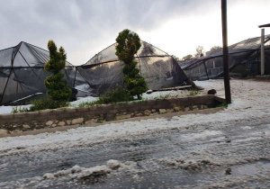 Granizada afecta cultivos en 9 municipios poblanos
