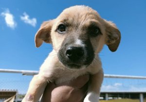Invita Ayuntamiento de Puebla a adoptar animales rescatados