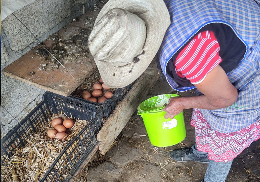 Celebra Bienestar producci&oacute;n de huevo org&aacute;nico en 72 municipios del estado