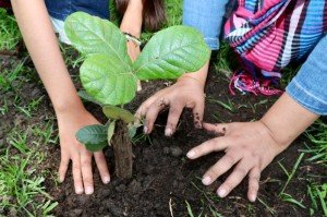 SEDIF siembra esperanza y conciencia ambiental por amor a Puebla