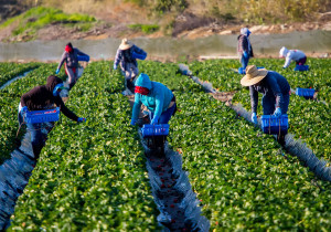 Trabajadores agrícolas temporales en EU obtendrán protecciones legales contra abusos laborales