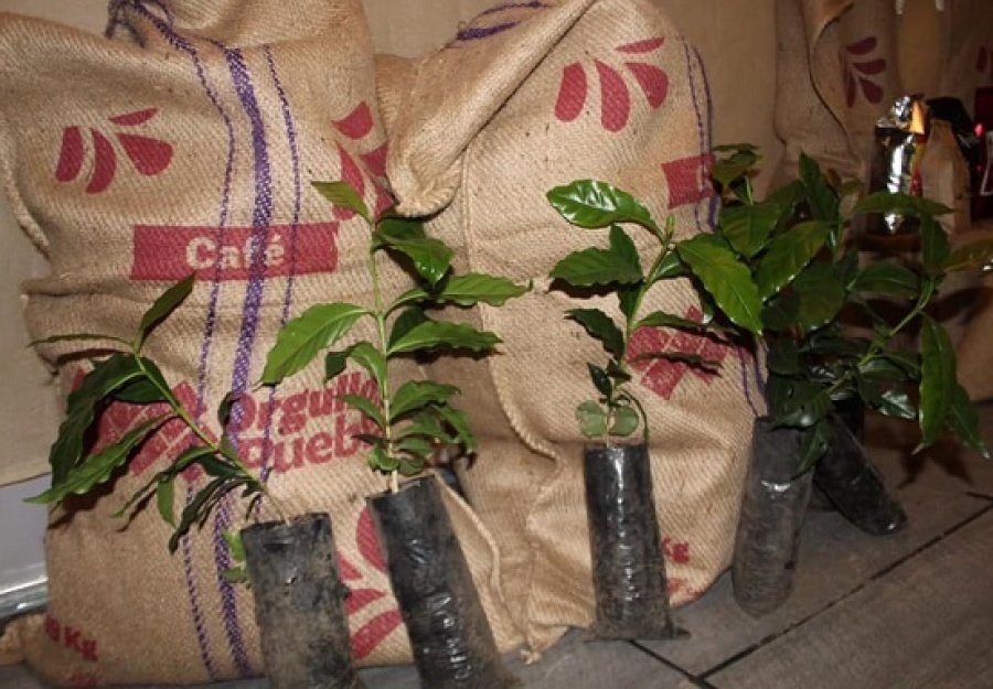 El destierro de coyotes y falsos agroempresarios