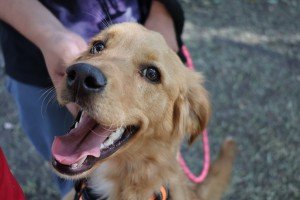 Exhorta Gobierno de Texmelucan a no comprar seres sintientes con motivo d la temporada de Reyes Magos