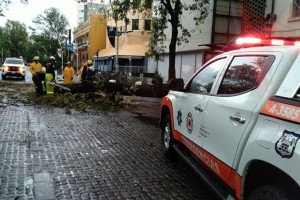SSC y Protección Civil atienden riesgo por árbol derribado en Avenida Juárez
