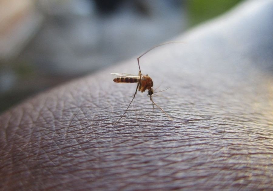 Confirma Salud 14 hospitalizaciones por dengue en Puebla