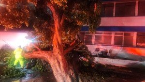 Inundaciones y caída de árbol sobre barda de escuela, por lluvias