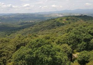 Declaran a Flor del Bosque como Área Natural Protegida