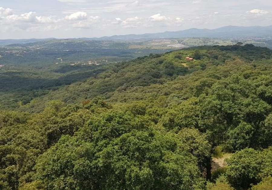 Declaran a Flor del Bosque como Área Natural Protegida