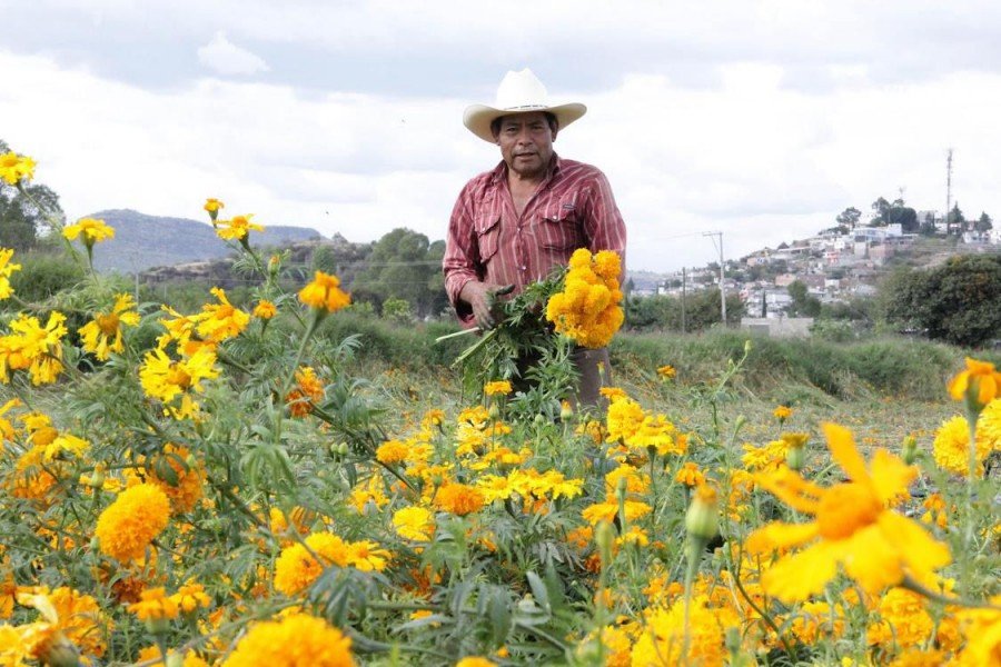 Puebla líder en producción de cempasúchil y terciopelo; concentra el 72% nacional