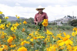 Puebla líder en producción de cempasúchil y terciopelo; concentra el 72% nacional