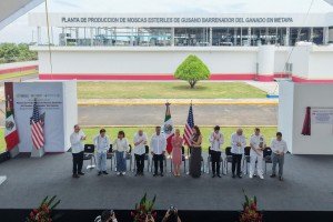 Inaugura Sheinbaum planta de producci&oacute;n de moscas est&eacute;riles del gusano barrenador del ganado en Chiapas