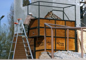 Alistan el traslado de la jirafa Benito a Africam Safari