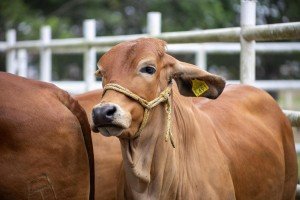 Puebla refuerza acciones contra el gusano barrenador; solo un caso activo en la entidad