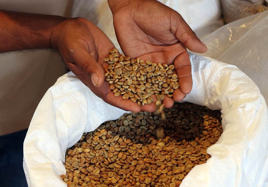 Subastan lotes de café poblano de alta calidad en México y el extranjero