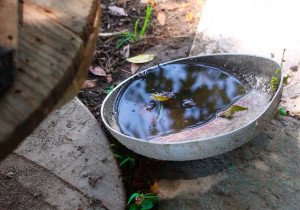 Descarta Salud hospitalizados y defunciones por dengue en las últimas 24 horas