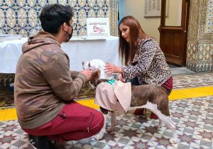 Mediante cultura de la adopción, IBA promueve bienestar animal en el Congreso