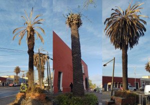 Especialistas determinan retiro de palmeras en El Alto