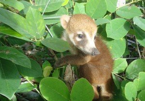 En riesgo, animales y plantas de la Megalópolis mexicana