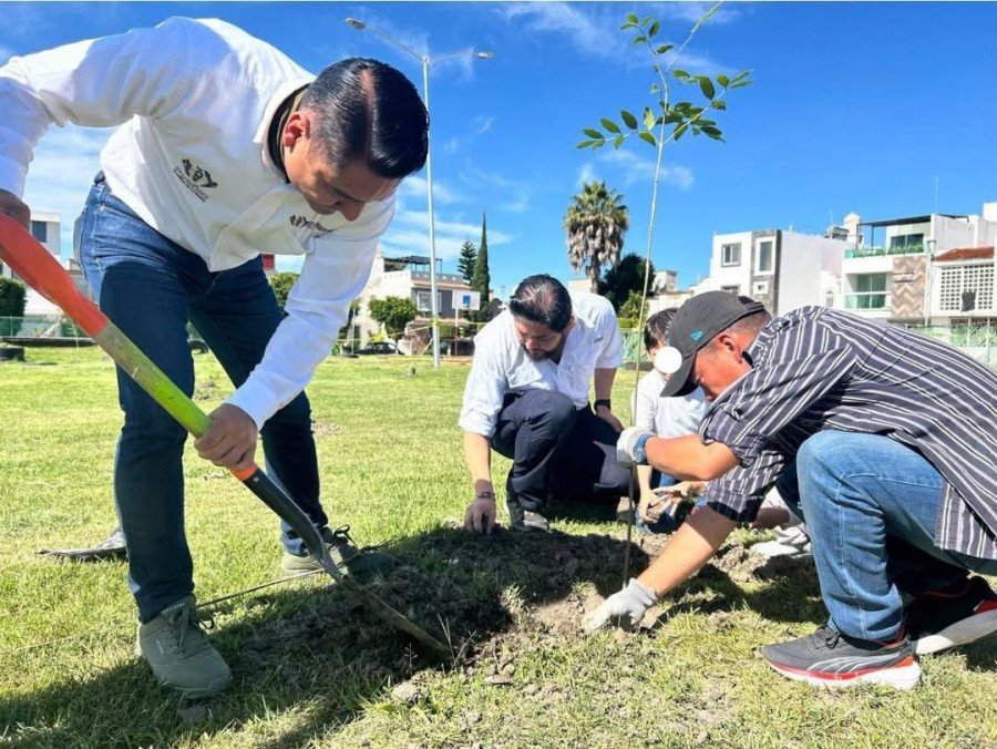 Contin&uacute;a Gobierno de la Ciudad reforestando colonias de la capital con 590 &aacute;rboles