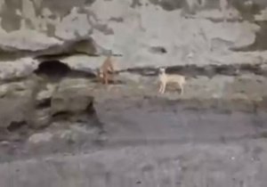 Perros en socavón 