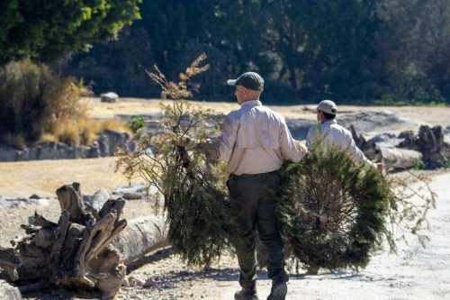 Anuncian Ayuntamiento de Puebla y Africam Safari reciclaje de &aacute;rboles de Navidad