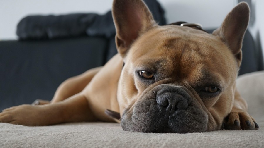 Increíble: Consejos para detectar el aburrimiento de las mascotas